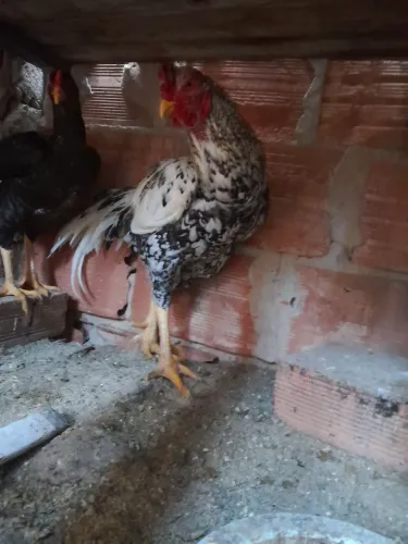 Galo e galinha carijó