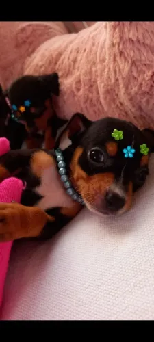 Pinscher Micro Zero