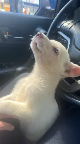Vendo