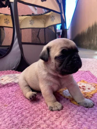Vendo Pug 