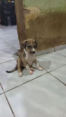 Cadelinha para adoção