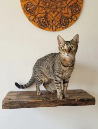 Alice, uma gatinha maravilhosa