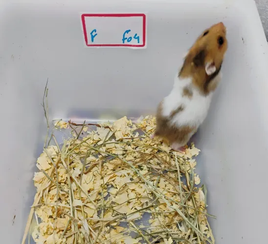 Hamster Sírio Filhotes 