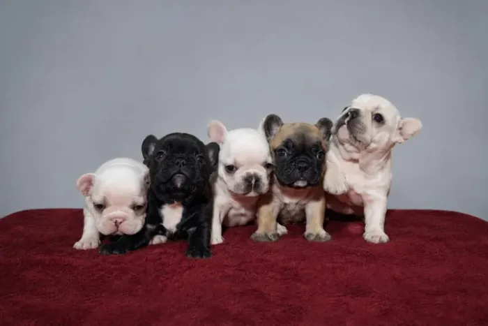 Animais 