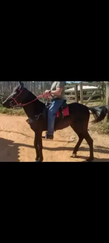 Cavalo Manga larga,castrado, super dócil. 