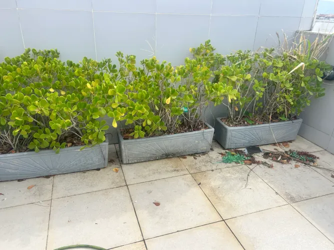 Jardineira e plantas