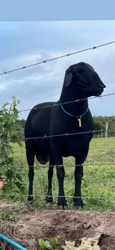 Borrego Santa Inês