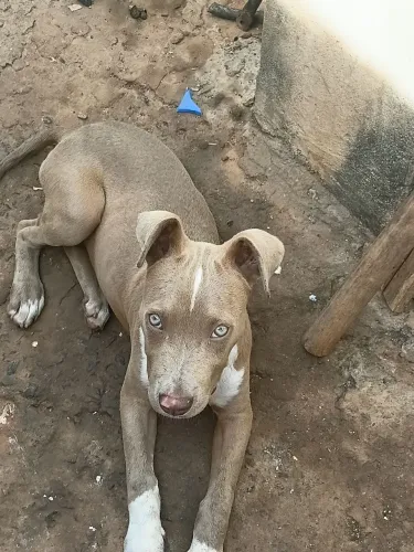 Vendas de filhote de Pit Bull