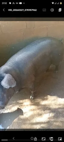 Vendo leitões desmamados com 45 dias 