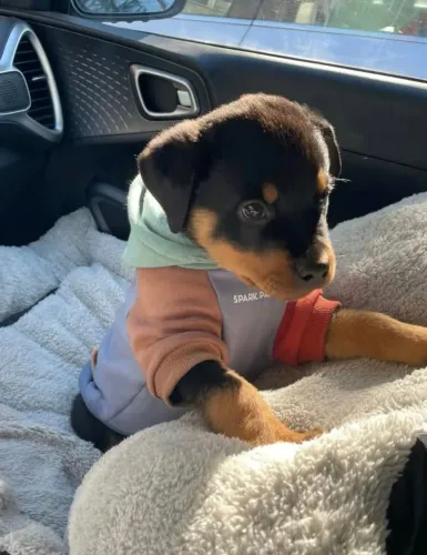 Rottweiler Esse filhotinho tem cara de quem vai te escolher primeiro