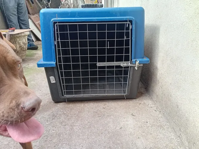 Caixa de transportede  animais de grande porte 