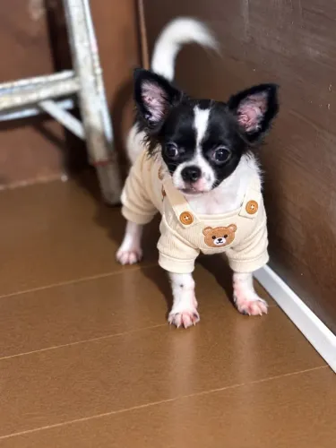 Chihuahua pelos longos machinho