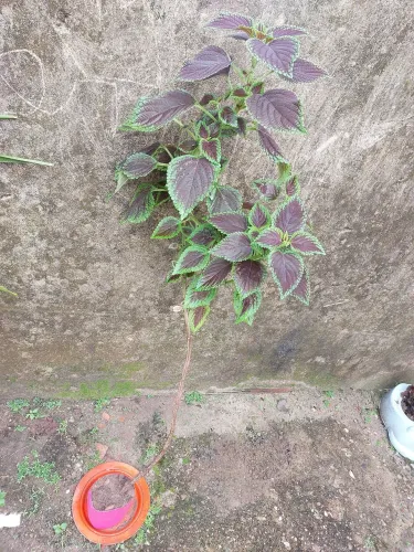 Planta Coleus