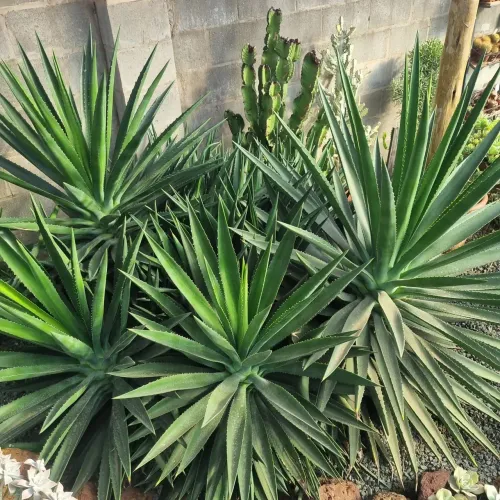 Vendo Agaves grandes