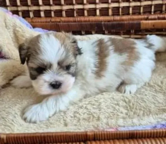 Lhasa Apso Filhotes Branquinhos ou Bicolores 