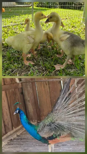 Venda de animais doméstico 
