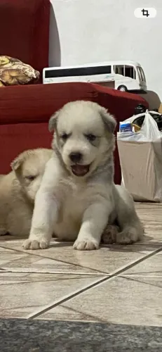 Husky siberiano