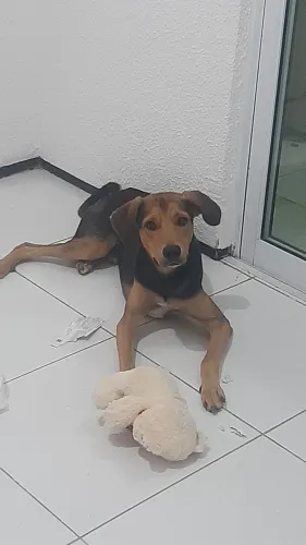 Adoção cachorro