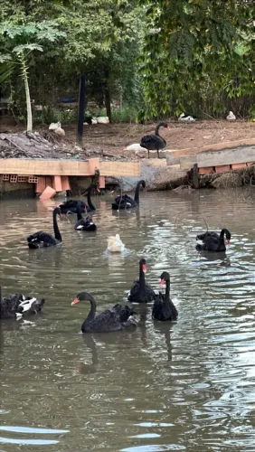 Cisne negro 