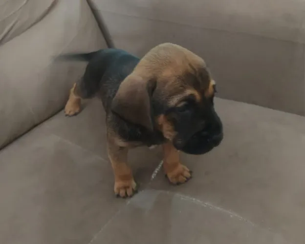 Adoção de cachorro vira lata macho