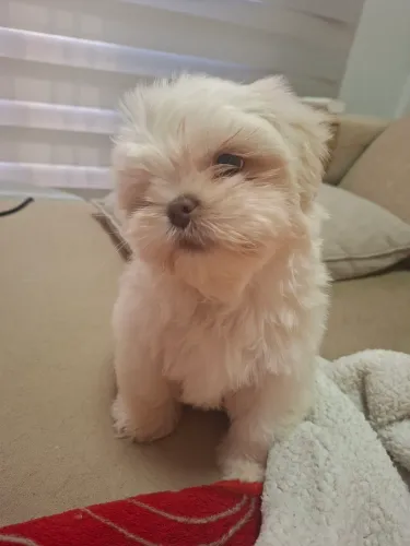 Shitzu macho 67 dias 