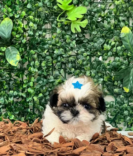 Filhote de Shihtzu 