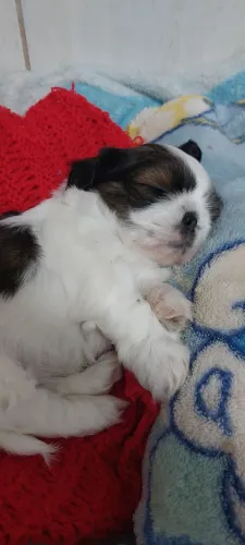 Shitzu 
