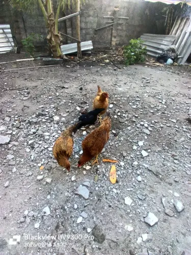 3 galinhas 1 franga e um pinto já grande.
