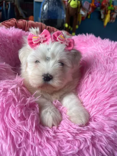 Maltês fêmea com 48 dias de vida !!