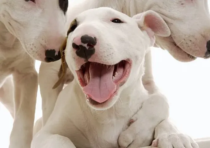 ? Seu Novo Bull Terrier Espera por Você | Filhotes Disponíveis