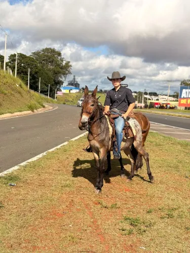 Burro apalusa 