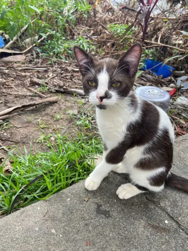 Adoção gatos filhotes