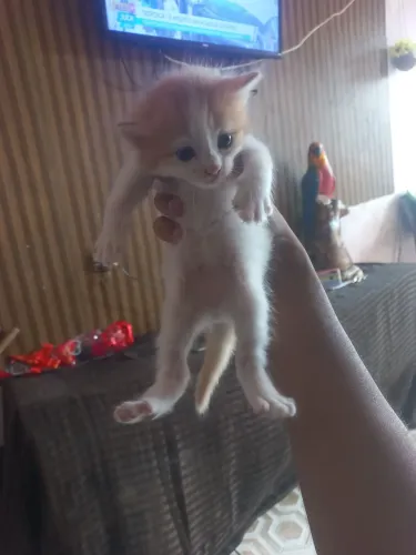 Doação gato filhote