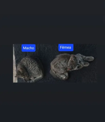 Casal de Gatinhos para ADOÇÃO Leia o ANÚNCIO 