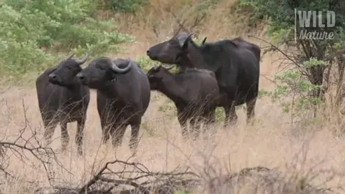 Eu trabalho de vaqueiro ?