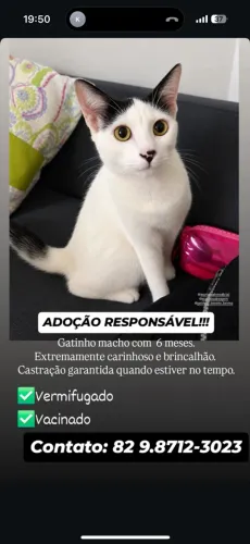 Gato para adoção