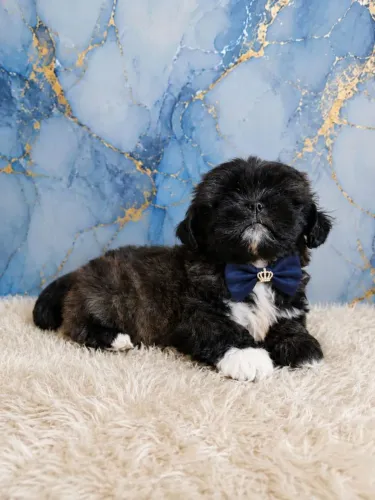 Lindo Machinho De Lhasa Apso Disponível Para Entrega 