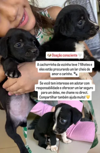 Doação cachorro 