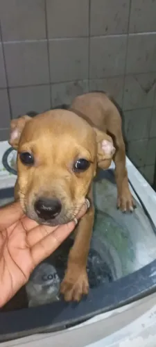 Filhote de pitbull macho com 2 mês e de vida