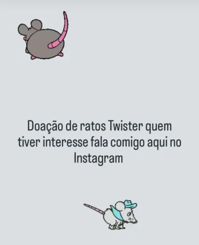 Ratos Twister doação fêmeas e macho