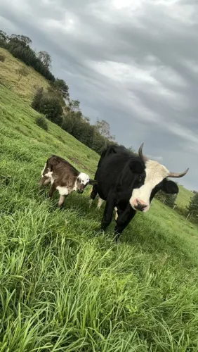 Vaca com novilha ao pé