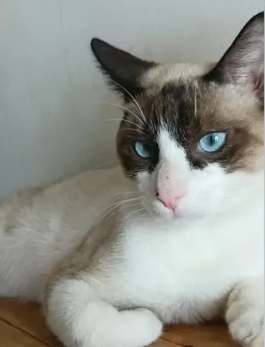 Adoção de gato castrado 
