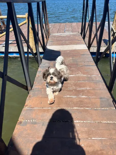 Shih tzu macho para cruzar