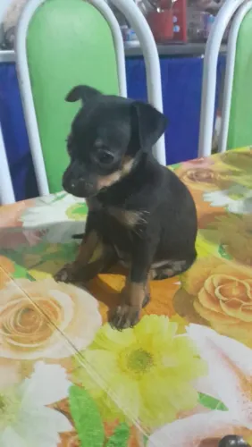 Cachorro pinscher número 1