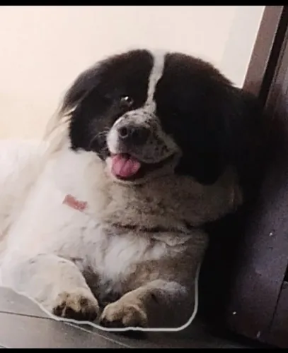 LANDSEER CANADENSE