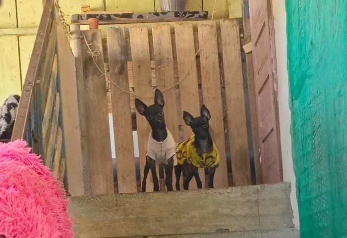 Vendo casal de pinscher n1