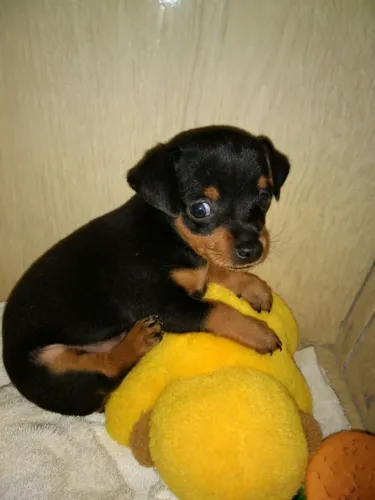 Filhote pinscher