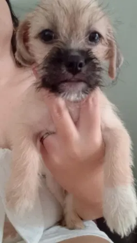 Filhote SRD+ Lhasa Apso macho