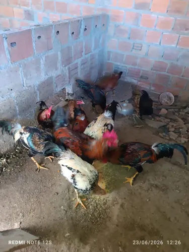 Galinha caipiras 8 frangos e 5 frangas leia o anúncio