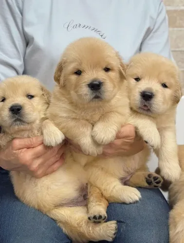 Golden Retriever